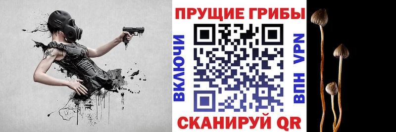 Купить где  Свирск  Псилоцибиновые грибы GOLDEN TEACHER 